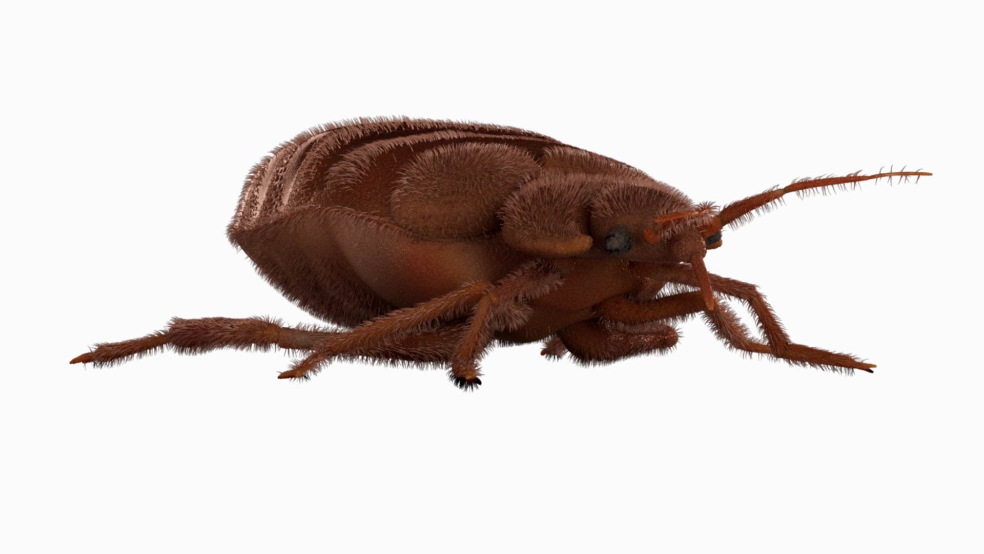 3D Bed Bug 01 Model - TurboSquid 2145431