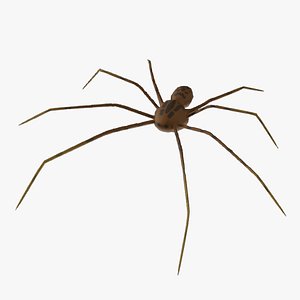 3D 3D TIGER SPIDER model