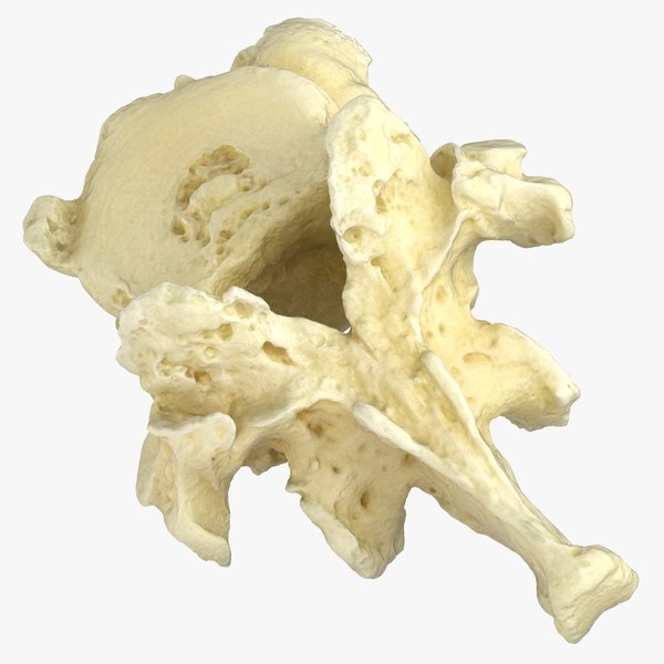 3D model Pavian Monkey Male Thoracic Vertebrae TH10