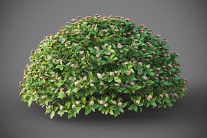 XfrogPlants David Viburnum - Viburnum Davidii