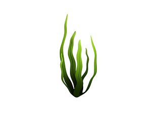 Seaweed