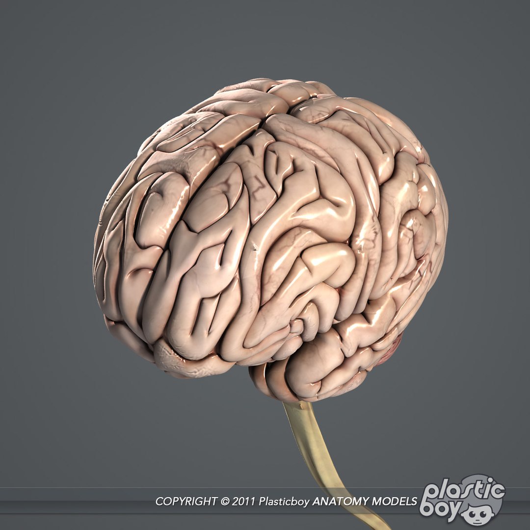 3d medically human brain model https://p.turbosquid.com/ts-thumb/zz/LoYPmJ/0enOTUbq/brain_05/jpg/1302528711/1920x1080/fit_q87/6df25d2a8f02419b62a0b02efd21700db73f094f/brain_05.jpg