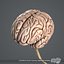 Human Brain (Textured)