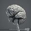Human Brain (Textured)