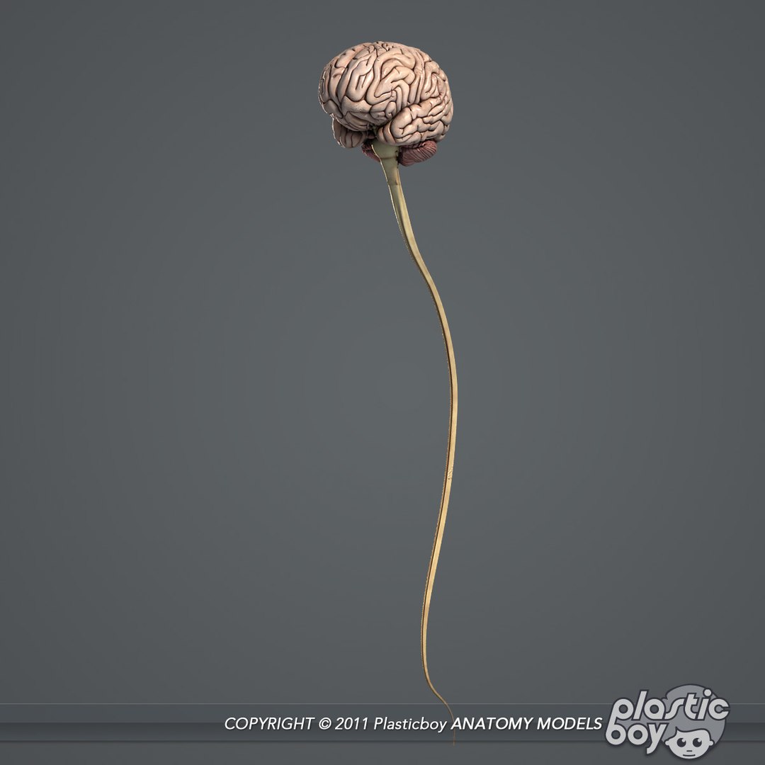 3d medically human brain model https://p.turbosquid.com/ts-thumb/zz/LoYPmJ/93kGv0f3/brain_07/jpg/1302528711/1920x1080/fit_q87/b0ccc817e5274931a59fed09cf3d3905b589582a/brain_07.jpg