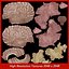 Human Brain (Textured)