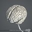 Human Brain (Textured)