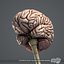 Human Brain (Textured)