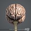 Human Brain (Textured)