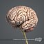 Human Brain (Textured)