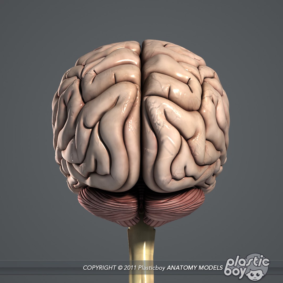 3d medically human brain model https://p.turbosquid.com/ts-thumb/zz/LoYPmJ/dAPoB8h0/brain_03/jpg/1302528711/1920x1080/fit_q87/e1c547f63ef31346562b9359048b8951d5292443/brain_03.jpg