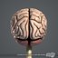 Human Brain (Textured)