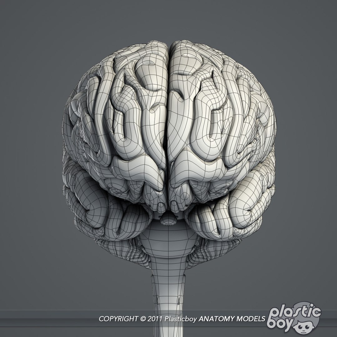 3d medically human brain model https://p.turbosquid.com/ts-thumb/zz/LoYPmJ/jUUFIdj6/brain_01_wf/jpg/1302528711/1920x1080/fit_q87/3b7c4831baa6dee41efa115b5f7cfb7fcb2e88d3/brain_01_wf.jpg