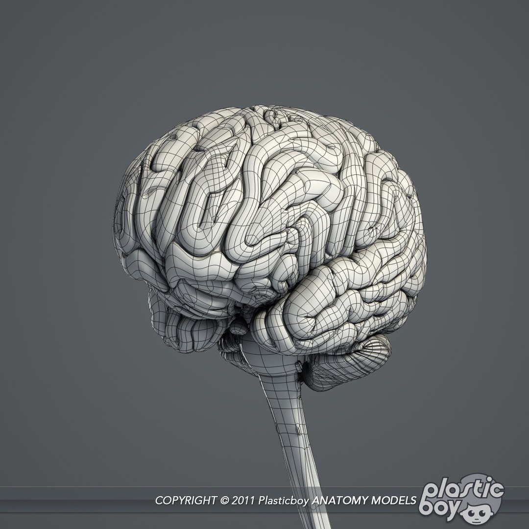 3d medically human brain model https://p.turbosquid.com/ts-thumb/zz/LoYPmJ/kwexrBme/brain_04_wf/jpg/1302528711/1920x1080/fit_q87/20399a6fa200882625db8014ca337b0cfc43fe5a/brain_04_wf.jpg