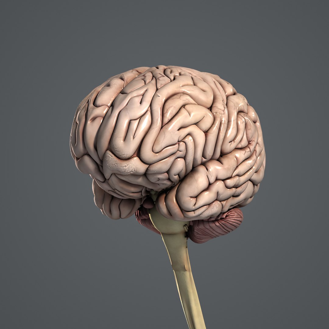 3d medically human brain model https://p.turbosquid.com/ts-thumb/zz/LoYPmJ/uIR4LWcf/brain_turbosquid_02/jpg/1316521320/1920x1080/fit_q87/8fa25566d6e8243e01da1c4cd64d0777f31daefd/brain_turbosquid_02.jpg