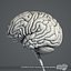 Human Brain (Textured)