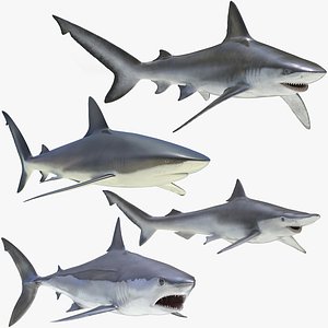 3D rigged sharks 4 model